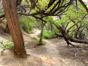 Read more about the article Birdsong Trail