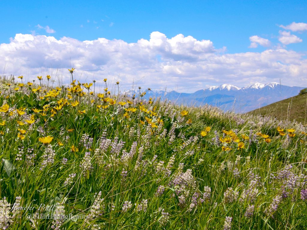 Read more about the article Wildflower Meadow near Tunnel Springs