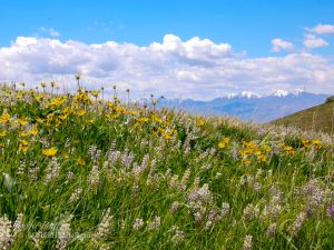 Read more about the article Wildflower Meadow near Tunnel Springs
