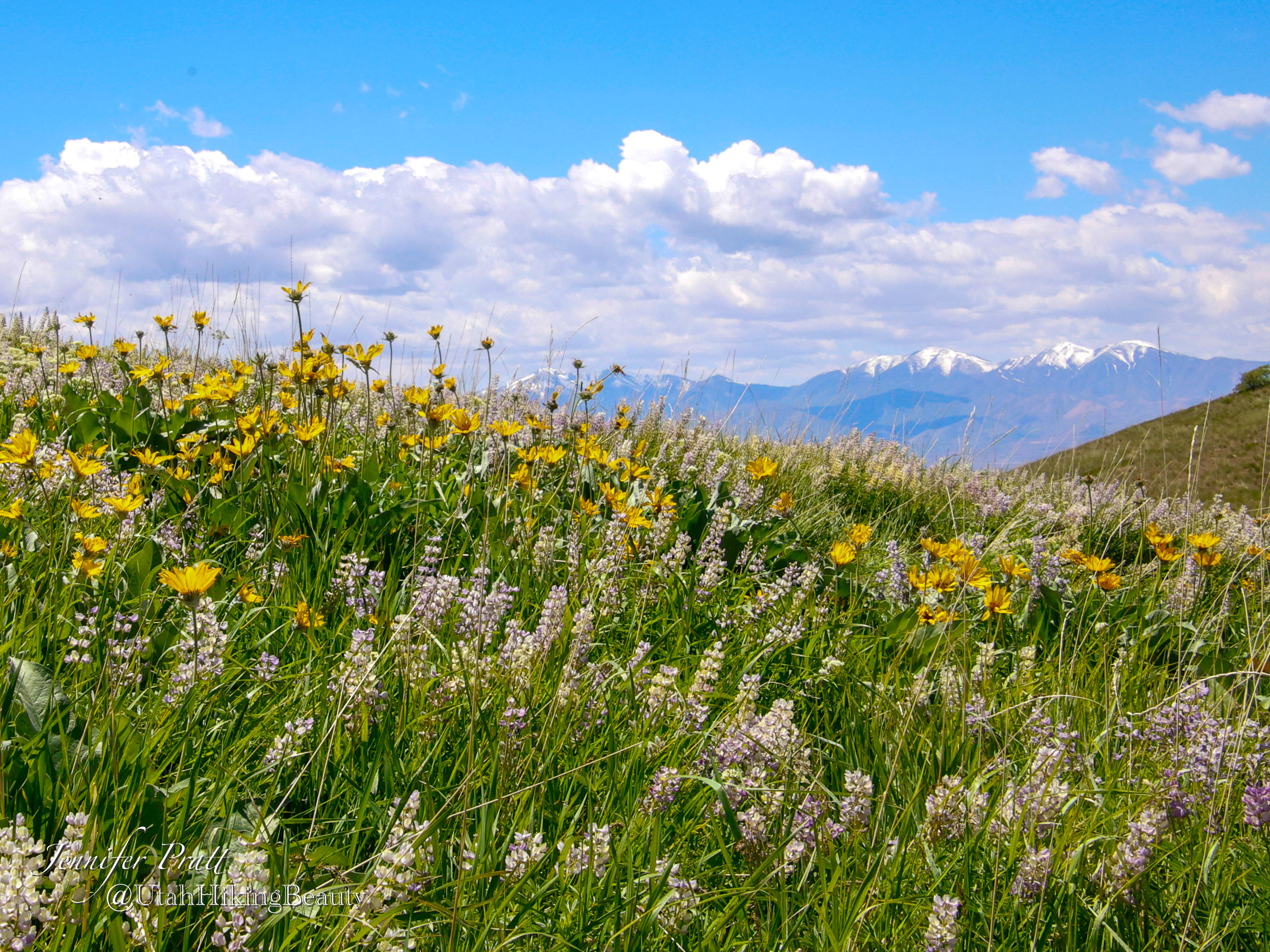 You are currently viewing Wildflower Meadow near Tunnel Springs